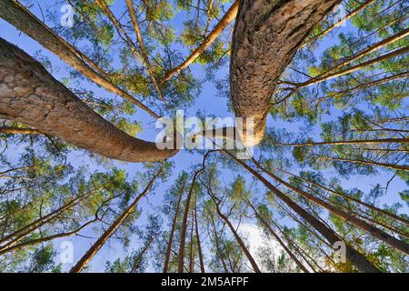 Der Blick in die Baumwipfel, magische Korkenzieher-Kiefern. Hintergrund der Untersicht. Baumkronen, die den Himmel umrahmen. Die Kiefernspitzen von Low Angle. Tre Stockfoto