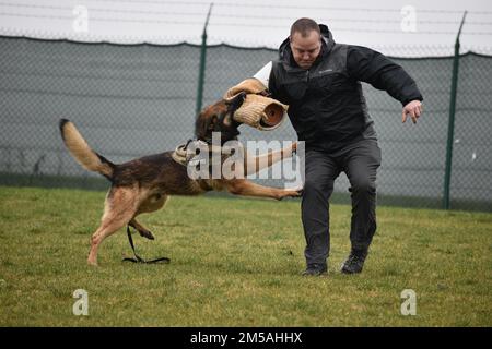 Torro, ein militärischer Polizeihund, greift den gepolsterten Arm von Master Sgt. Christopher Olver, Einsatzleiter, nach einer Notfallübung an. Am 16. Februar 2022 im Sterrebeek Annex in Zaventem, Belgien, durchkämmten zwei Teams aus Militärpolizeisoldaten, Strafverfolgungsbehörden des Gastlandes, Arbeitshunden und Gutachtern die Gänge der Brüsseler American School. Stockfoto