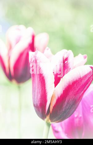 Die lila Tulpen an den Blumengrenzen der Hidcote Gardens Stockfoto