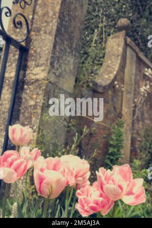 Die rosa Tulpen wachsen in einem ummauerten Garten in den Hidcote Gardens Stockfoto