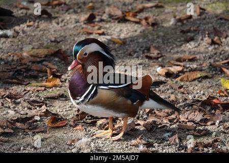Elegante, farbenfrohe helle Mandarinenente - blau, orange, weiß, rot, schwarz und braun - steht auf dem Boden zwischen den Blättern Stockfoto