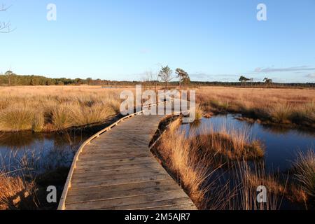 Die restaurierte Promenade in Thursley Common, Surrey, nachdem sie während der Pandemie von einem Waldbrand zerstört wurde. Stockfoto