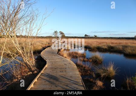 Die restaurierte Promenade in Thursley Common, Surrey, nachdem sie während der Pandemie von einem Waldbrand zerstört wurde. Stockfoto