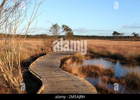 Die restaurierte Promenade in Thursley Common, Surrey, nachdem sie während der Pandemie von einem Waldbrand zerstört wurde. Stockfoto