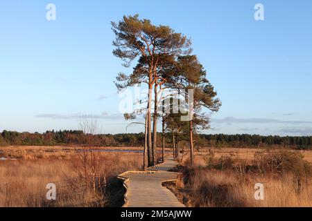 Die restaurierte Promenade in Thursley Common, Surrey, nachdem sie während der Pandemie von einem Waldbrand zerstört wurde. Stockfoto