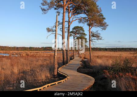 Die restaurierte Promenade in Thursley Common, Surrey, nachdem sie während der Pandemie von einem Waldbrand zerstört wurde. Stockfoto