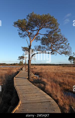 Die restaurierte Promenade in Thursley Common, Surrey, nachdem sie während der Pandemie von einem Waldbrand zerstört wurde. Stockfoto