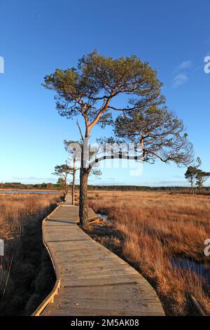 Die restaurierte Promenade in Thursley Common, Surrey, nachdem sie während der Pandemie von einem Waldbrand zerstört wurde. Stockfoto