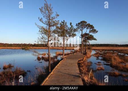 Die restaurierte Promenade in Thursley Common, Surrey, nachdem sie während der Pandemie von einem Waldbrand zerstört wurde. Stockfoto