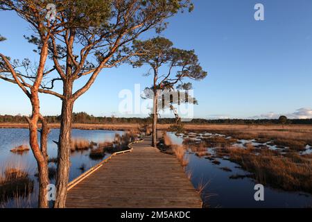 Die restaurierte Promenade in Thursley Common, Surrey, nachdem sie während der Pandemie von einem Waldbrand zerstört wurde. Stockfoto