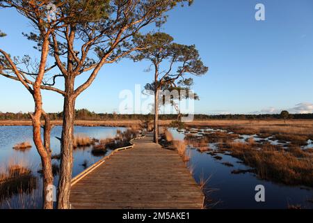 Die restaurierte Promenade in Thursley Common, Surrey, nachdem sie während der Pandemie von einem Waldbrand zerstört wurde. Stockfoto