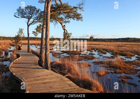 Die restaurierte Promenade in Thursley Common, Surrey, nachdem sie während der Pandemie von einem Waldbrand zerstört wurde. Stockfoto