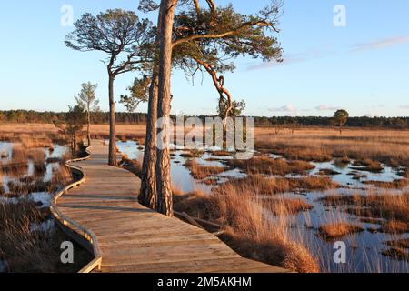 Die restaurierte Promenade in Thursley Common, Surrey, nachdem sie während der Pandemie von einem Waldbrand zerstört wurde. Stockfoto