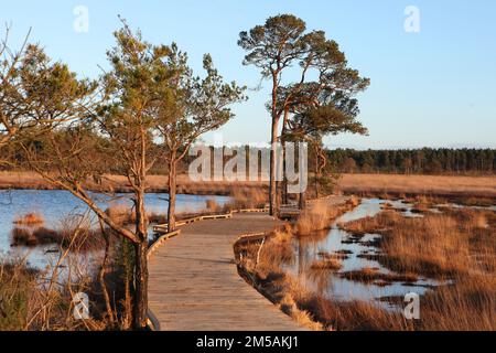 Die restaurierte Promenade in Thursley Common, Surrey, nachdem sie während der Pandemie von einem Waldbrand zerstört wurde. Stockfoto