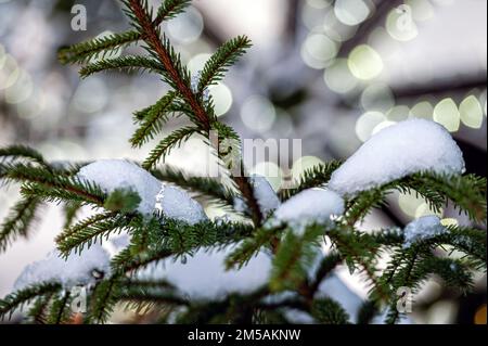 Schneegeschmierter Weihnachtsbaum mit Weihnachtsbeleuchtung. Selektiver Fokus, geringe Tiefenschärfe Stockfoto