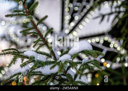 Schneegeschmierter Weihnachtsbaum mit Weihnachtsbeleuchtung. Selektiver Fokus, geringe Tiefenschärfe Stockfoto