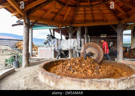 In einer handwerklich hergestellten Mezcal-Destillerie in Oaxaca State, Mexiko, zieht ein Pferd an einem riesigen Steinrad, das die gerösteten Agoraherzen zerquetscht Stockfoto