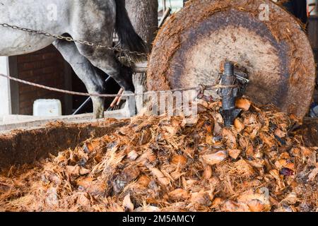 In einer handwerklich hergestellten Mezcal-Destillerie in Oaxaca State, Mexiko, zieht ein Pferd an einem riesigen Steinrad, das die gerösteten Agoraherzen zerquetscht Stockfoto