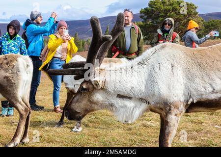 Touristen,Touristen,Touristenattraktion,besuchen,auf,a,täglich,Rentier,Rentiere,Tour,geführte Tour,mit,Experten,aus,dem,Cairngorm Rentier Centre.Besuch, Großbritanniens, einzige, Freilandhaltung, Herde, Rentiere, in ihrer natürlichen Umwelt, Erfahren Sie alles über sie von Ihrem Reiseleiter und gehen Sie direkt hinein. Unter ihnen auf einem geführten Hill Trip. Ranging,on,The Cairngorm Mountains,The,Herd,is,besteht,aus,about,150,Hirsch,Rentier,frei,seit,1952.Glenmore,Aviemore,Cairngorms,Highlands,Schottland,Schottland,Schottland,Europa,Europa,Europa, Stockfoto