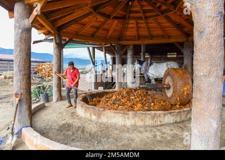 In einer handwerklich hergestellten Mezcal-Destillerie in Oaxaca State, Mexiko, zieht ein Pferd an einem riesigen Steinrad, das die gerösteten Agoraherzen zerquetscht Stockfoto