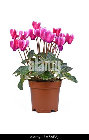 Blühende „Cyclamen Persicum“-Pflanze mit rosa Blumen im Topf auf weißem Hintergrund Stockfoto