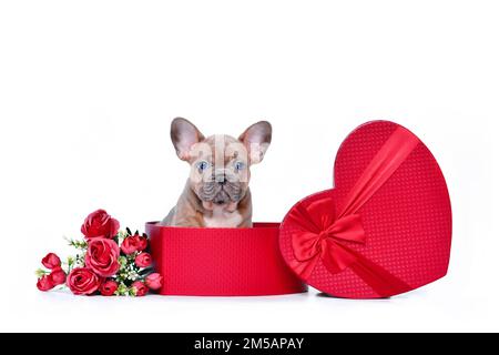 Französischer Bulldog-Welpe in der Geschenkbox zum Valentinstag in Form eines roten Herzens mit Rosen auf weißem Hintergrund Stockfoto