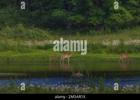 Whitetails wandern am Ufer eines Feuchtgebiets im Norden von Wisconsin entlang. Stockfoto