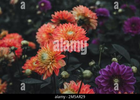 Orange Dahlie im Garten. Ein Bild von dem schönen Orange Dahlie. Stockfoto