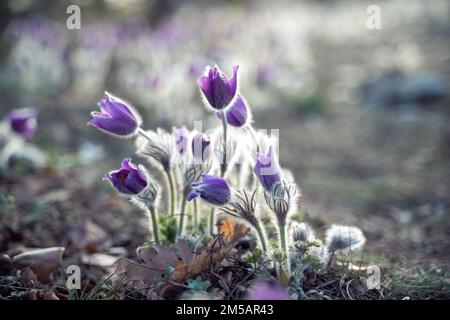 Traum-das wunderschöne Gras Pulsatilla erblüht im Frühling in den Bergen. Der goldene Farbton der untergehenden Sonne. Atmosphärischer Frühlingshintergrund Stockfoto