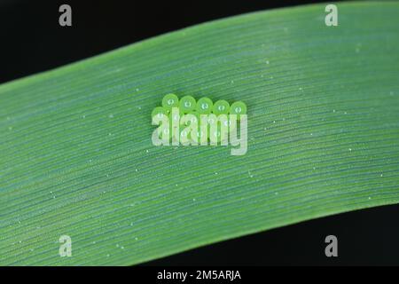 Grüne Shieldbug-Eier (Palomena prasina) auf dem Getreideblatt. Stockfoto