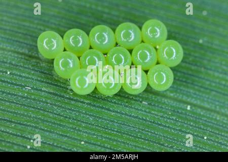 Grüne Shieldbug-Eier (Palomena prasina) auf dem Getreideblatt. Stockfoto