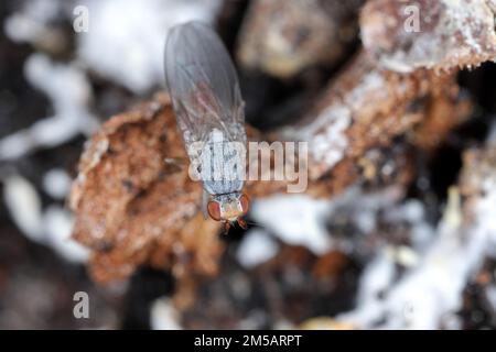 Kleine Fliege mit braunen Augen und zahlreichen Haaren am Körper mit deutlich sichtbaren morphologischen Details. Stockfoto