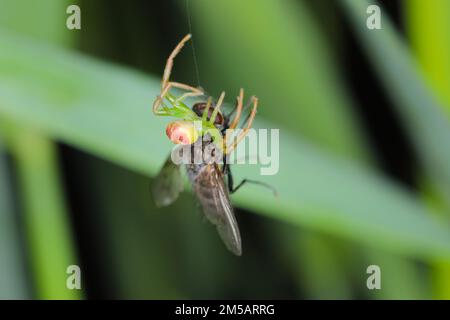 Eine grüne Spinne mit einer gejagten Fliege. Stockfoto