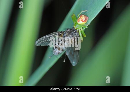 Eine grüne Spinne mit einer gejagten Fliege. Stockfoto