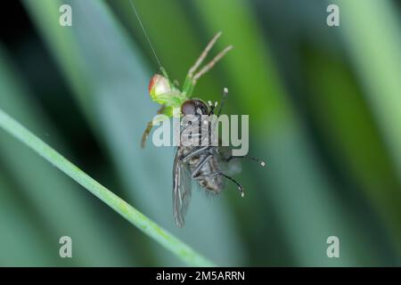 Eine grüne Spinne mit einer gejagten Fliege. Stockfoto
