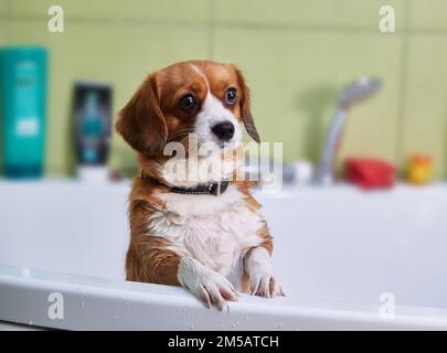 Ein sehr süßer Hund, ein Rotschopf mit weißem Mischling, badet Stockfoto