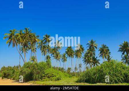 Hohe Kokospalmen an der malerischen Küste des Ozeans. Stockfoto