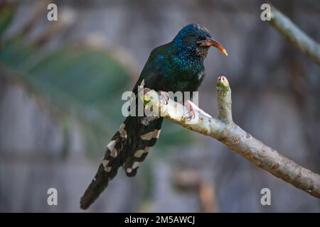 Ein juviniler grüner Holzhoopoe (Phoeniculus purpureus) Stockfoto