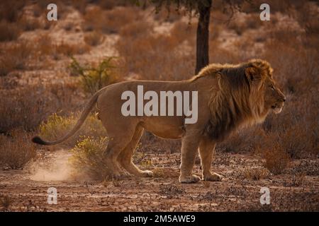 Männlicher Löwe (Panthera leo), der sein Territorium im Kgalagadi Trans Frontier-Nationalpark im südlichen Afrika markiert Stockfoto