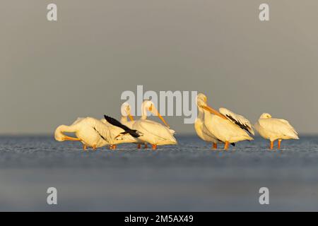 Eine Gruppe weißer amerikanischer Pelikane (Pelecanus erythrorhynchos), die sich morgens in Texas auf Schlammflächen ausruhen. Stockfoto