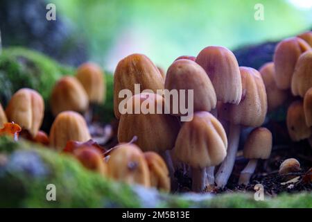 Eine selektive Fokusaufnahme von Glimmerpilzen, die im Waldgrund wachsen, mit unscharfem Hintergrund Stockfoto