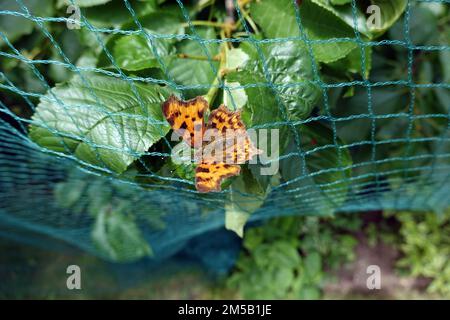 C-Falter (Polygonia c-Album, SYN.: Nymphalis c-Album, auf einem Teichnetz sitzend Stockfoto