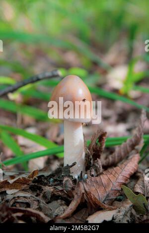 Ein essbarer Pilz Amanita crocea, der in den Blättern des Waldes wächst Stockfoto