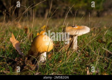 Ein essbarer Pilz Amanita crocea, der in den Blättern des Waldes wächst Stockfoto