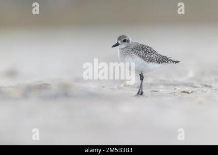 Ein schwarzer Bäuchenteicher (Pluvialis squatarola), der während der Herbstwanderung am Strand forscht. Stockfoto