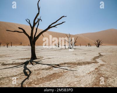 Deadvlei, eine weiße Tonpfanne in der Nähe der berühmteren Salzpfanne von Sossusvlei, im Namib-Naukluft Park in Namibia Stockfoto