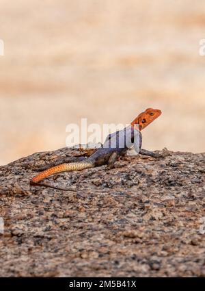 Männlicher Namib Rock Agama, eine Art von Agammaidechse, die in den Felsvorsprüngen von Granit im Nordwesten Namibias heimisch ist Stockfoto