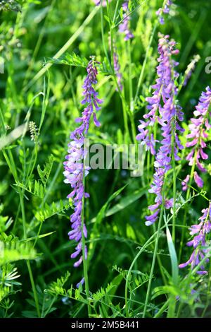 Feinblättrige Wiege inmitten von hohem Gras Stockfoto