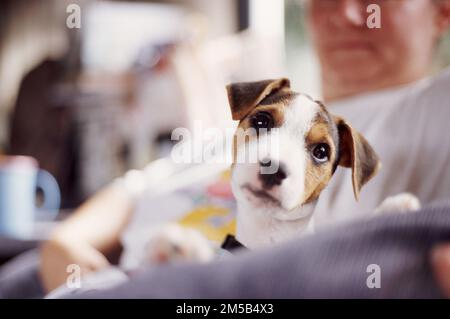 Frau im Hintergrund sitzt mit dem jungen Jack Russell Terreir und ist neugierig vor der Kamera, während Fotos gemacht werden. Stockfoto