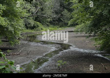 Pratt Pond, Mill Pond, befindet sich im Mittleren Osten Massachusetts unter Dürrebedingungen. Wenig Schnee und wenig Regen haben dazu beigetragen. Es ist ein warmes Wasser. Stockfoto